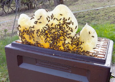 Bienenwachs