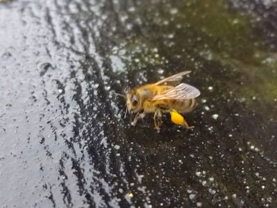 Blütenpollen
