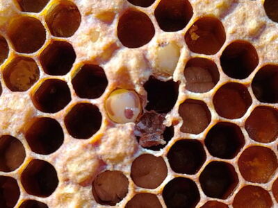 Varroamilbe, der Schrecken der Imker