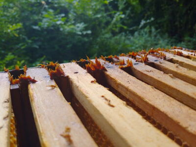 Bienenkittharz (Propolis)