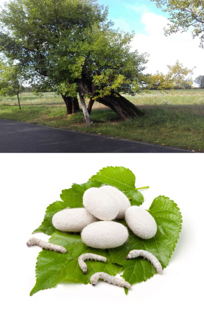 Die Seidenspinnerraupe und der Maulbeerbaum