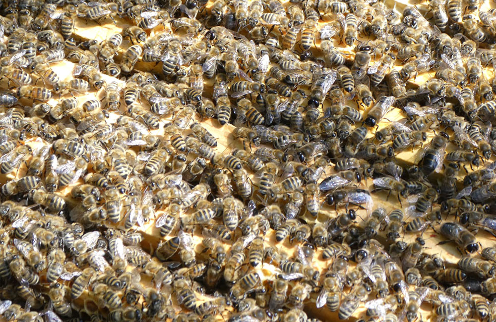Bienen aus Asslar Wetzlar