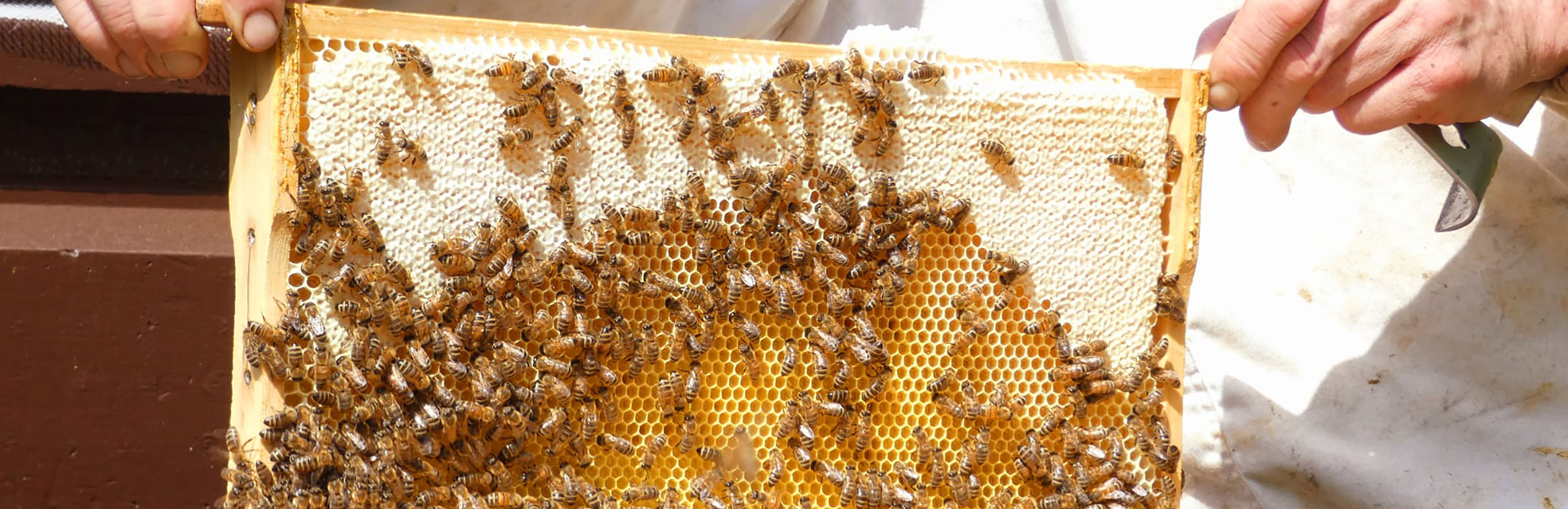 Bienenhaltung Aßlar Wetzlar imkermanufaktur