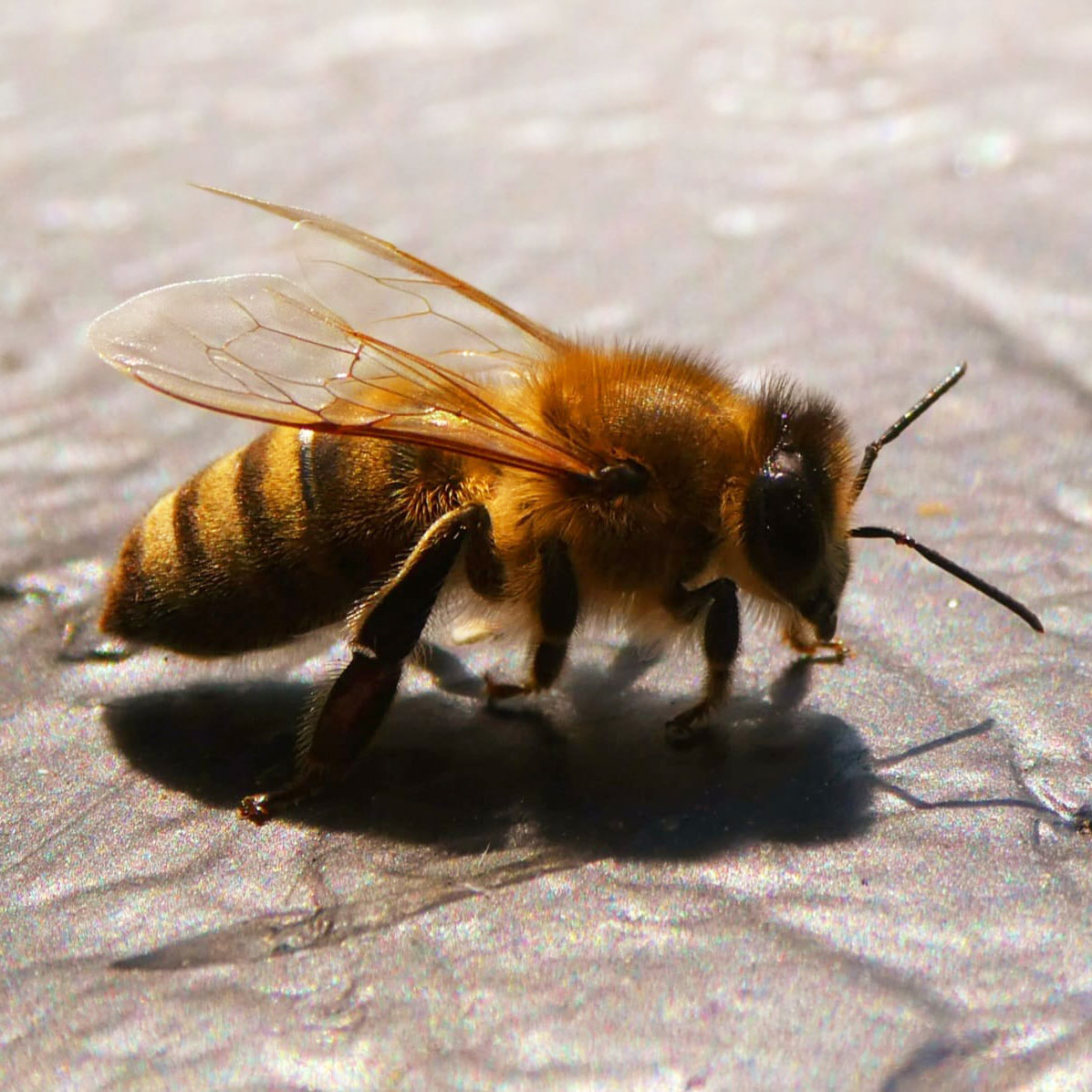 Wissenswertes Imker Bienen