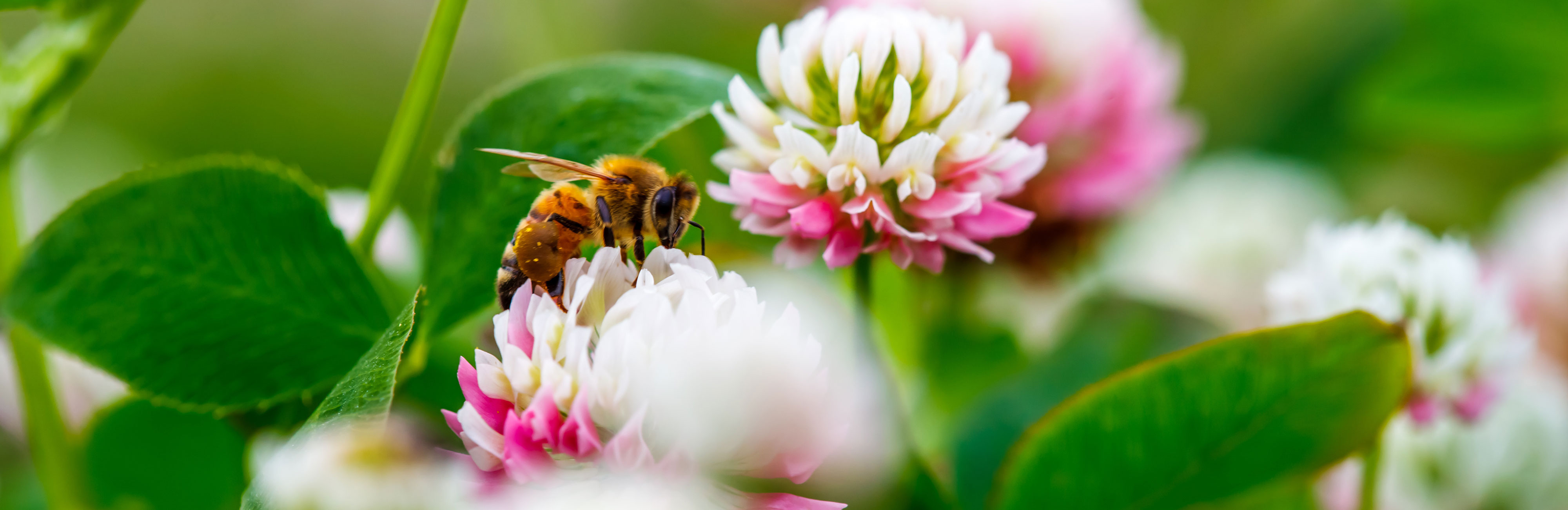 Bienen Wissenswertes Imkerei