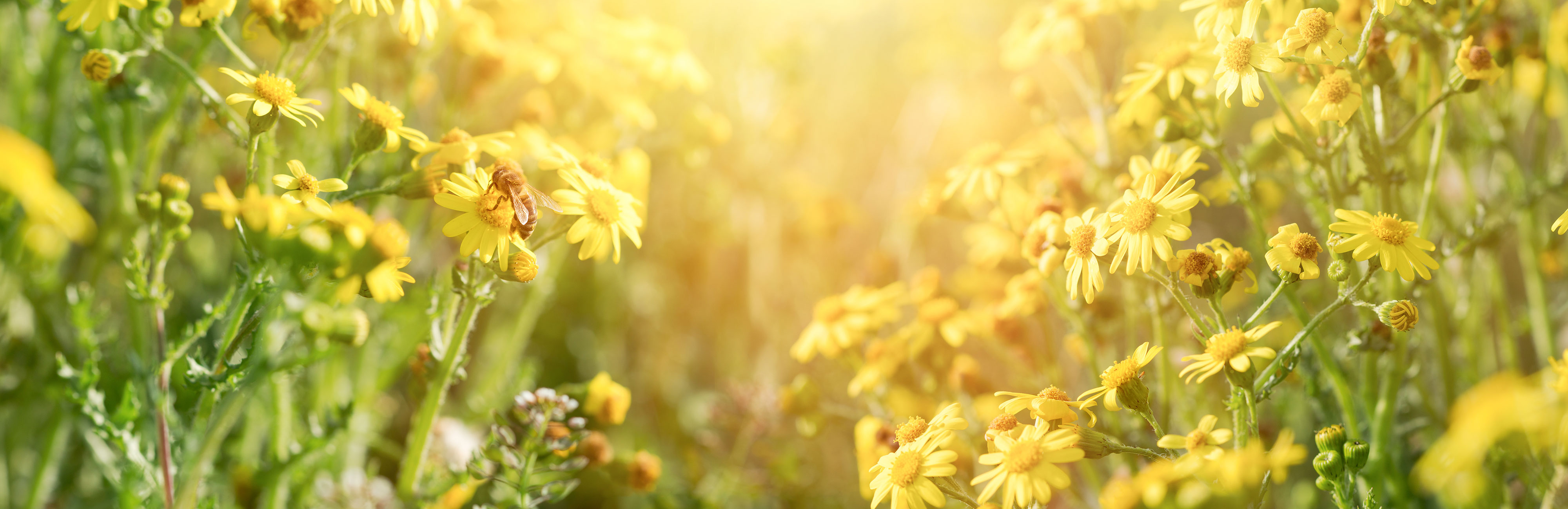 Bienenprodukte Lädchen Asslar